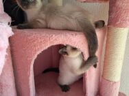 Siamkitten Zu Vermitteln. - Frickenhausen
