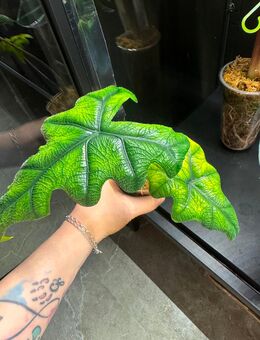 Alocasia Jacklyn aurea variegata (vergrünt) - Buttstädt Zentrum