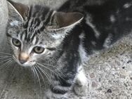 Bengal Mix Kitten Babykätzchen - Bad Salzuflen