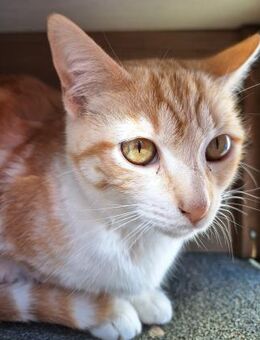 Sanftes Katzenmädchen Evora - Karlsruhe