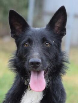 Magnus - netter freundlicher Rüde - Lohmar