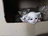Kitten, Katzenbabys - Eisleben (Lutherstadt)