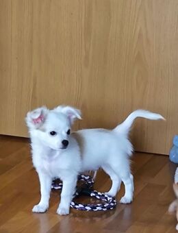 Kleiner Teddy sucht liebevolles Zuhause - Altenburg