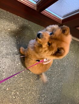 Chow Chow Welpe Mädchen - Pinneberg
