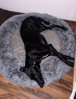 Dalmatiner–Malinois Mix, 6 Monate – nur in erfahrene Hände - Worms