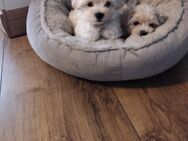 Maltipoo Welpen - Oelde