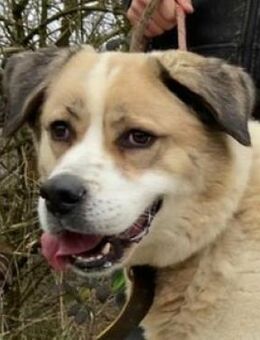 Zurückhaltende HEIDI 2 - Gefrees