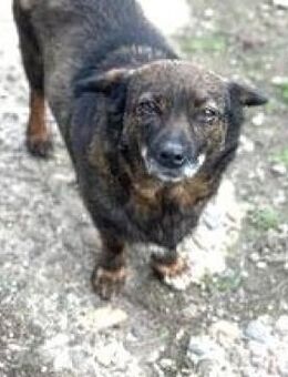 FELINE - vorbildliche Hundemama....... - Kempen