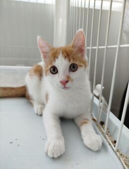 🐾Verspielter Toro sucht Liebe🐾 - Eislingen (Fils)