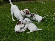 Parson Jack Russell Terrier - Prebberede