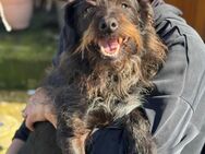 RENZO 💙💙💙 sucht streichelnde Hand - Herxheim (Landau)
