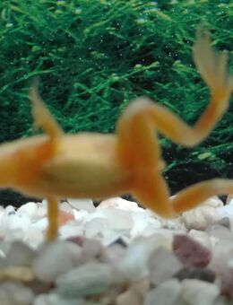 Zwergkrallenfrosch gold - Hohenroth