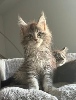 Tolle XXL Maine Coon Kitten, Katzen Kater Mainecoon - Nürnberg