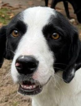 NEISHA-wunderschöne Hündin, 61 cm - Rösrath