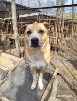 Zeno-LM - süße Schnute sucht Sicherheit! - Neustadt (Rübenberge)