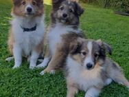Bezaubernde Sheltie-Rüden auszugsbereit - Edewecht