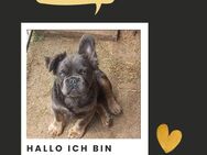 NACHO PP Hübscher Youngster will Heim - Neustadt (Rübenberge)