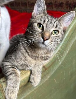 Yeti das kleine süße Eichhörnchen - Rambin