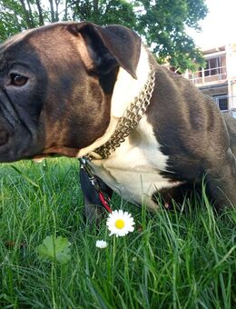American Pocket Bully ABKC Papiere vorhanden - Leuna