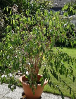 Ficus Benjamin - Bottrop