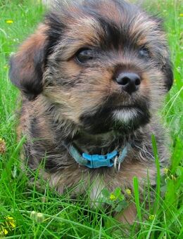 Shih-tzu/Yorkshire Mix - Oranienburg