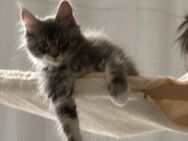 XXL Reinrassige Maine Coon Bärchen mit Stammbaum - Elsdorf (Nordrhein-Westfalen)