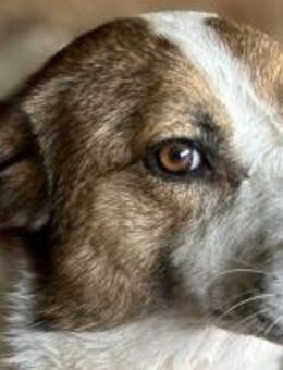 Lenny der liebe Charmeur 🐾 - Elsdorf (Nordrhein-Westfalen)