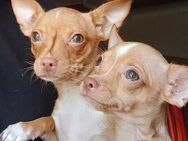 Süsse kleine Goldkinder Chihuahua - Überherrn