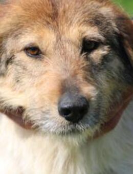 Mican - zutraulich u. kinderlieb - Lohra