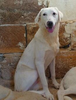 Lilly suhct ihr ZUhause - Fronreute