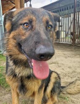 Csibész von kettenlos - Bollingstedt