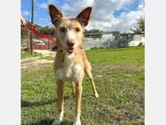 Biscuit- 6er im Lotto - Familienhund - Freudenstadt