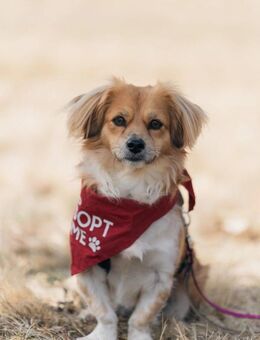 ELENORA - fröhliche, verschmuste Hündin - Kallmünz