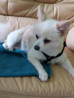 Haba zauberhafte Pomeranian sucht geduldige Familie bei der sie noch einmal ganz von vorne anfangen kann..... - Hünfelden