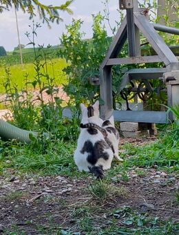 Babykatze mit Mama suchen Zuhause - Westerheim (Bayern)