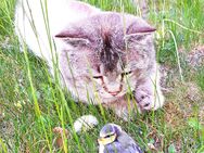 NOTVERKAUF!! lieber Heilige Birma Kater abzugeben - 2 Jahre alt - Hannover Kirchrode-Bemerode-Davenstedt