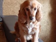 Cocker Spaniel Miki 4 Jahre - Calbe (Saale)