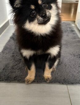 Zwergspitz in Liebevolle Hände abzugeben! - Bremen