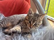 Noch 1 weibliches Russisch-Blau-Mix Kätzchen Kitten - Florstadt