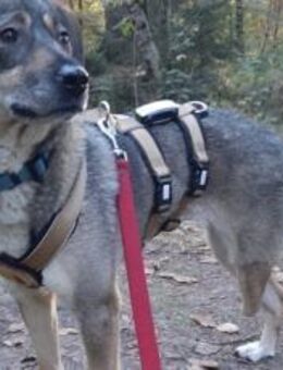 Zuhause gesucht für Joleen - München