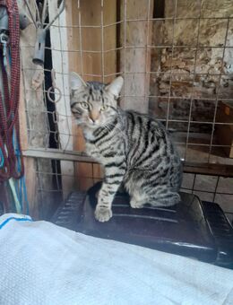 Lieber junger Tiger-Kater sucht neues Revier mit Freigang - Salzkotten