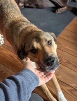 Lerne Nena (1,5 Jahre) in Leipzig kennen - Berlin