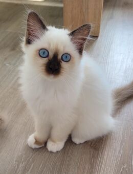 Zwei Heilige-Birma Kitten abgabebereit - Heubach