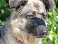 Bruna 2(Angsthund,seit 4 Jahren Tierheim - Oldenburg