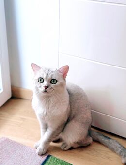 Balu… - Hamburg Eimsbüttel