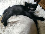 3 Kätzchen Kitten schwarz abzugeben 1 Katerchen mit langem Fell - Friedrichshafen