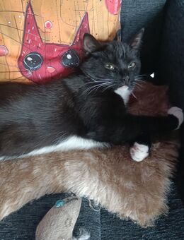 Zuckersüßes Ragdoll EKH Mix Katerchen - Schiffdorf