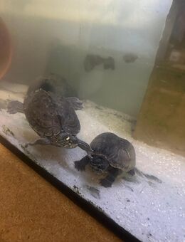 Wasserschildkröten suchen neues Zuhause - Dorsten