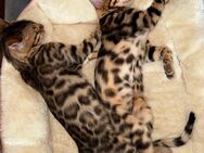 Bengal Kitten suchen ihr zu Hause - Wriezen