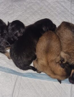 Reinrassige Zwergspitz Welpen - Marburg